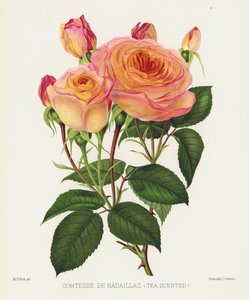 De Rozen Tuin: Comtesse De Nadaillac, Thee Geurend door English School